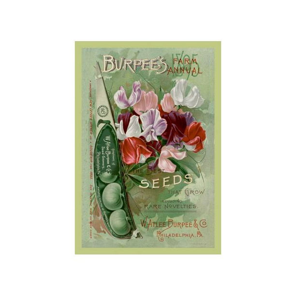 Canvas Home Wall Prints Vintage Burpee Vegetable Seed Packet Print Color Picture